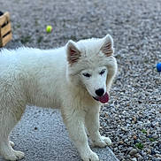 Baloo participe au concours pour gagner de l'argent avec cette photo : dog, puppy, white_fur, tongue_out, outdoor, concrete, pebbles, curious, animal, pet, young_dog, fluffy, playful, ears_up, standing, nature, grass, daylight, canine, cute