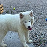 dog, puppy, white_fur, tongue_out, outdoor, concrete, pebbles, curious, animal, pet, young_dog, fluffy, playful, ears_up, standing, nature, grass, daylight, canine, cute