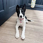 Luna joined the competition — help win amazing prizes! adorable, animal, black_and_white, cabinet, collar, curious, cute, dog, domestic_animal, ears_up, floor, household, indoor, kitchen, lying_down, pet, pink_collar, puppy, wooden_floor, young_dog