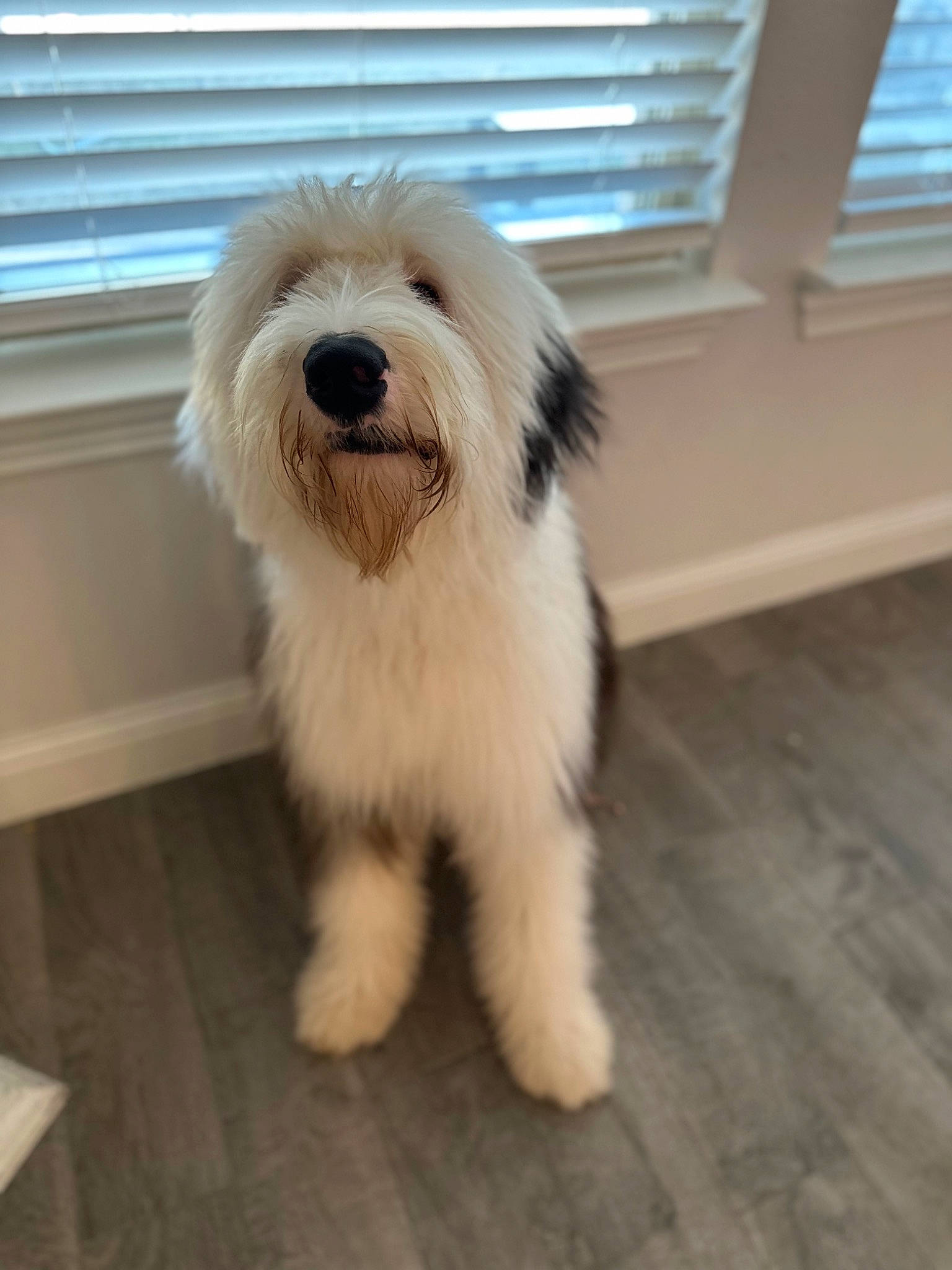 Teddy joined the competition — help win amazing prizes! canidae, carnivore, companion_dog, dog, dog_breed, flooring, fur, hardwood, maltepoo, paw, shih_poo, small_terrier, snout, sporting_group, tail, terrier, toy_dog, window_blind, wood, working_animal