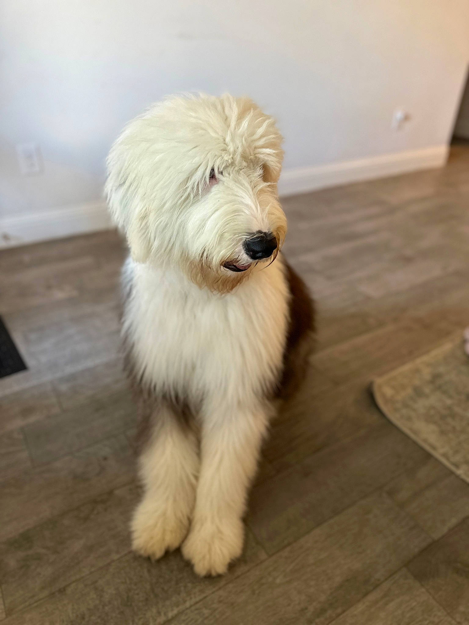 Teddy is registered to the contest to win money with this photo: carnivore, companion_dog, dog, dog_breed, floor, flooring, fur, hardwood, laminate_flooring, old_english_sheepdog, plank, small_terrier, snout, sporting_group, terrier, toy_dog, wood, wood_flooring, wood_stain, working_animal