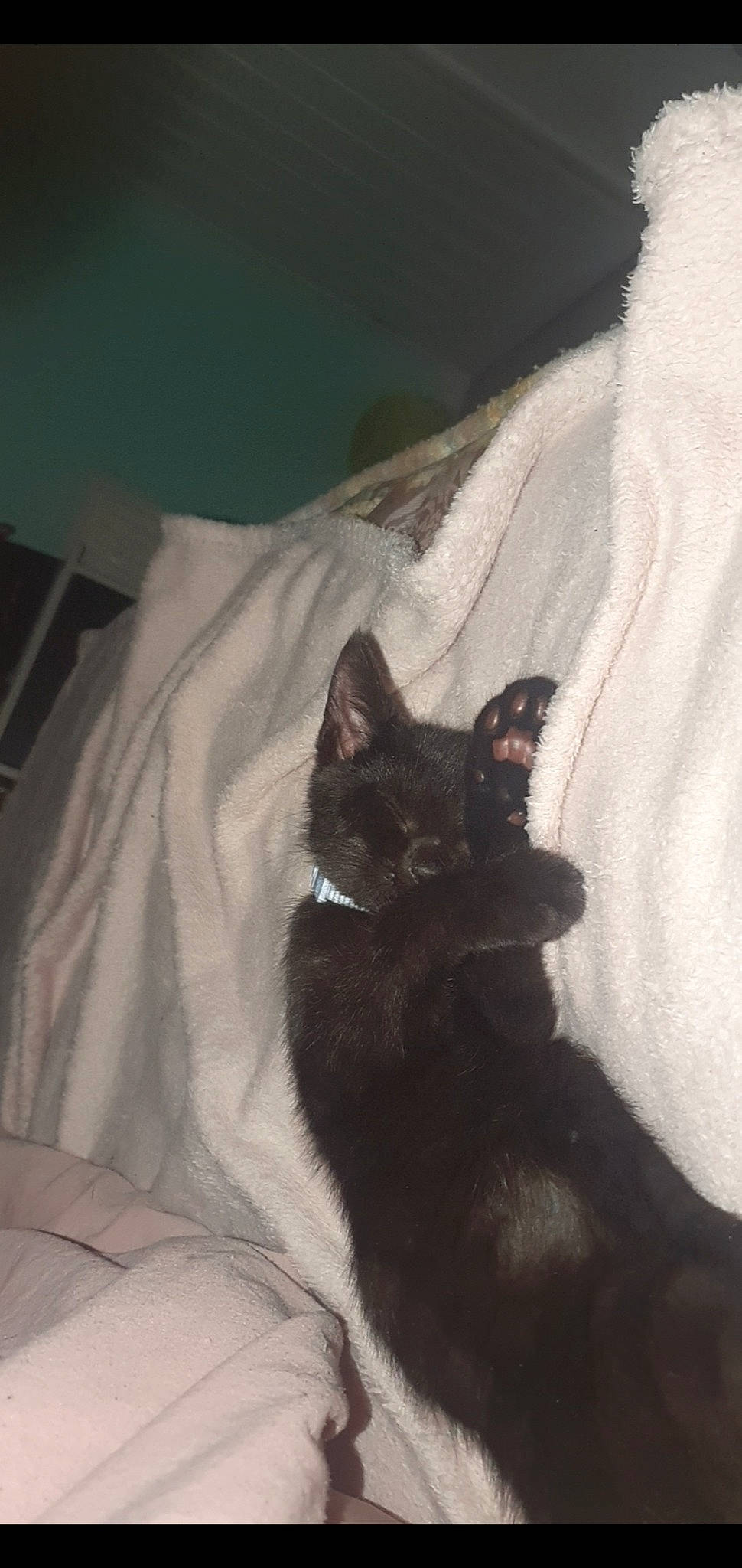 Shadow is registered to the contest to win money with this photo: bed, bedding, black_cat, bombay, carnivore, cat, cat_supply, claw, comfort, domestic_short_haired_cat, felidae, fur, grey, linens, room, sleeve, small_to_medium_sized_cats, tail, terrestrial_animal, whiskers