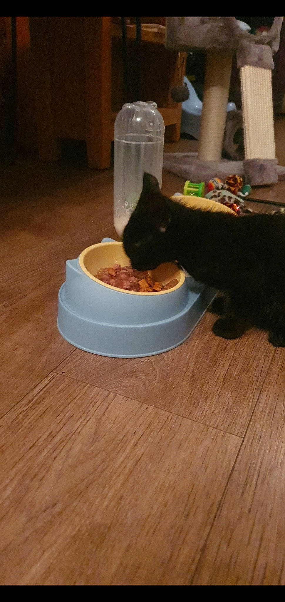 Shadow joined the competition — help win amazing prizes! carnivore, cat, cat_food, cat_supply, cuisine, dish, felidae, flooring, food, hardwood, ingredient, pet_food, pet_supply, serveware, small_to_medium_sized_cats, table, tableware, tail, whiskers, wood