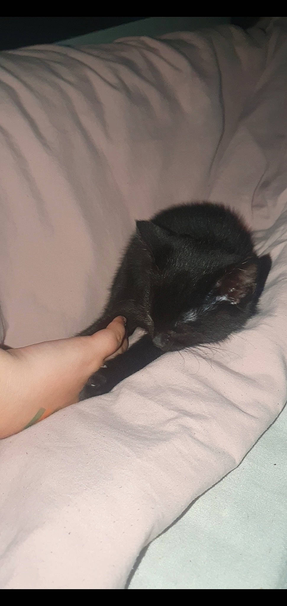 Shadow is registered to the contest to win money with this photo: bed, carnivore, cat, comfort, companion_dog, dog_breed, domestic_short_haired_cat, elbow, felidae, foot, fur, gesture, human_leg, linens, sleeve, small_to_medium_sized_cats, snout, tail, thigh, whiskers