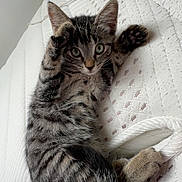 Snickers a rejoint le concours — aidez-le/la à gagner de superbes lots ! animal, cat, close_up, curious, cute, feline, fur, indoor, kitten, lying_down, mattress, paws, pet, playful, resting, soft, striped, tabby, white, young