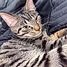 Snickers participe au concours pour gagner de l'argent avec cette photo : animal, cat, close_up, cute, domestic_cat, ears, eyes, feline, fur, indoor, mammal, pet, portrait, quilted_blanket, relaxed, resting, sleepy, striped, tabby_cat, whiskers