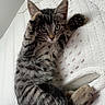 Snickers a rejoint le concours — aidez-le/la à gagner de superbes lots ! animal, cat, cord, curious, cute, domestic, feline, fur, indoor, kitten, mattress, paw, pet, playful, resting, sleeping_area, striped, tabby, whiskers, young