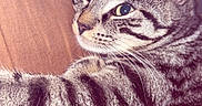 Snickers a rejoint le concours — aidez-le/la à gagner de superbes lots ! animal, brown_background, cat, close_up, cute, domestic_animal, ears, eyes, feline, fur, indoor, lying_down, mammal, pet, relaxed, sleepy, soft, striped, tabby_cat, whiskers