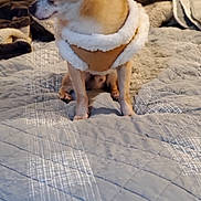 Yogi is registered to the contest to win money with this photo: dog, chihuahua, pet, bed, blanket, quilt, indoor, furry, small_dog, clothing, warm_jacket, fleece, sitting, looking_sideways, cozy, cute, animal, domestic, fur, ears