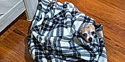 Yogi is registered to the contest to win money with this photo: dog, blanket, plaid, wooden_floor, small_dog, pet, cozy, indoor, wrapped, cute, animal, floor, fur, looking, face, tail, home, resting, companion, quiet