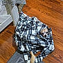 dog, blanket, plaid, wooden_floor, small_dog, pet, cozy, indoor, wrapped, cute, animal, floor, fur, looking, face, tail, home, resting, companion, quiet