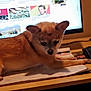 Yogi is registered to the contest to win money with this photo: dog, small_dog, desk, calendar, computer_screen, mouse, printer, indoor, workspace, paper, brown_dog, curious, lying_down, electronics, technology, office, pet, cozy, warm_lighting, clutter