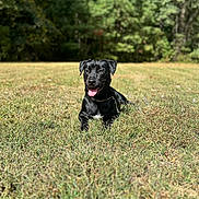 Nyla is registered to the contest to win money with this photo: animal, black_dog, canine, collar, daytime, dog, field, friendly, grass, greenery, happy, lying_down, nature, outdoor, park, pet, summer, sunlight, tongue_out, trees