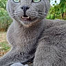 Saphyre participe au concours pour gagner de l'argent avec cette photo : cat, gray_cat, animal, pet, portrait, close_up, outdoor, garden, tree, tree_stump, green_eyes, open_mouth, whiskers, ears, fur, sitting, front_view, nature, woodland, cute