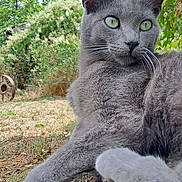 Saphyre a rejoint le concours — aidez-le/la à gagner de superbes lots ! cat, gray_cat, feline, green_eyes, outdoor, garden, trees, leaves, tree_stump, sitting, lounging, animal_portrait, whiskers, pointed_ears, fur, close_up, nature, backyard, daylight, relaxed