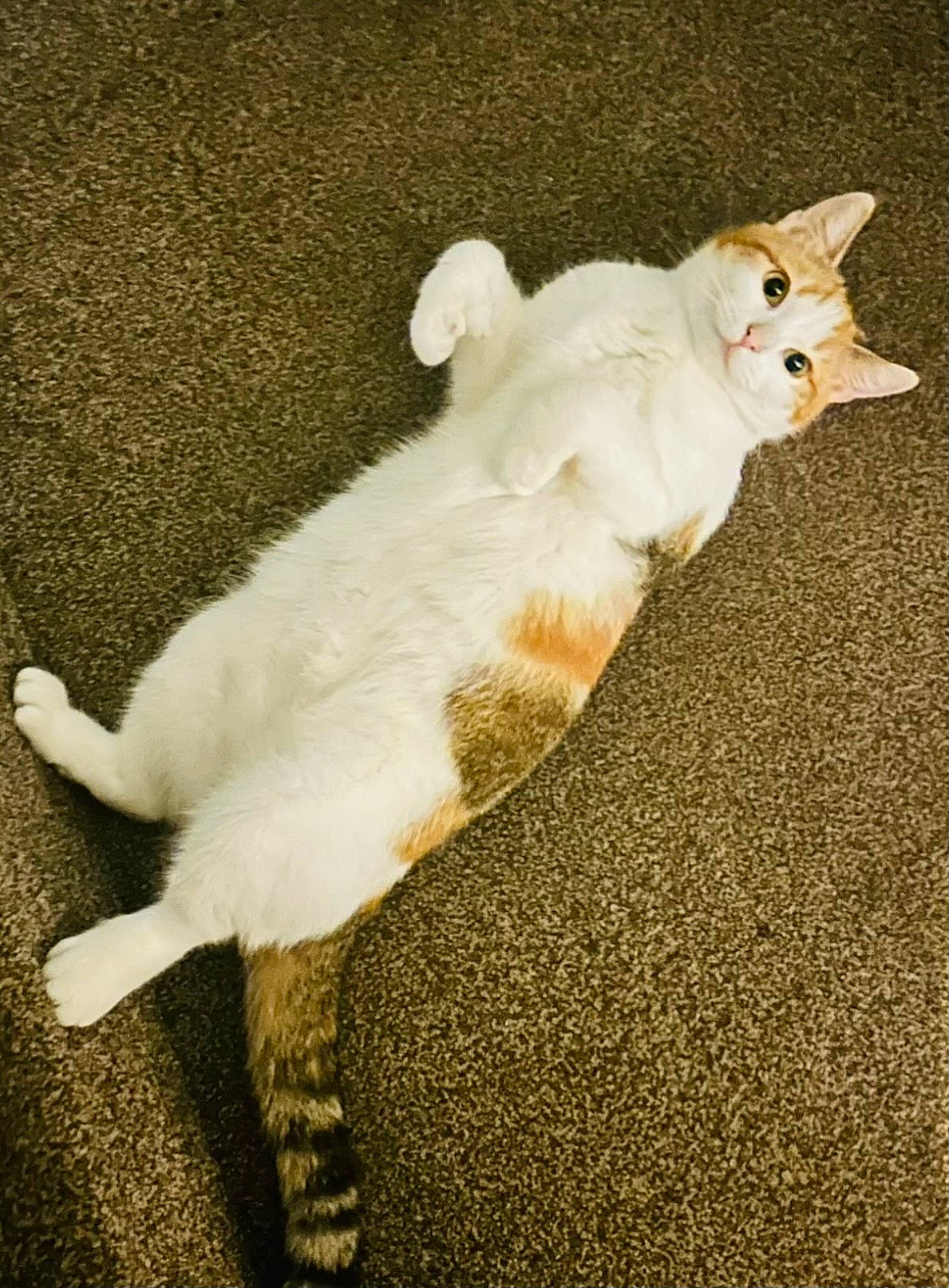 Dori is registered to the contest to win money with this photo: asphalt, canidae, carnivore, cat, companion_dog, dog_breed, domestic_short_haired_cat, fawn, felidae, flooring, fur, paw, road_surface, shadow, small_to_medium_sized_cats, snout, tail, vertebrate, whiskers, wood