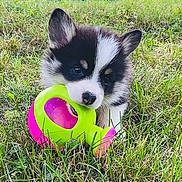 Uline Clandeschaume participe au concours pour gagner de l'argent avec cette photo : puppy, dog, black_and_white, fluffy, pet, animal, grass, outdoor, toy, chewing, playful, cute, portrait, close_up, ears, face, nose, eyes, daylight, garden