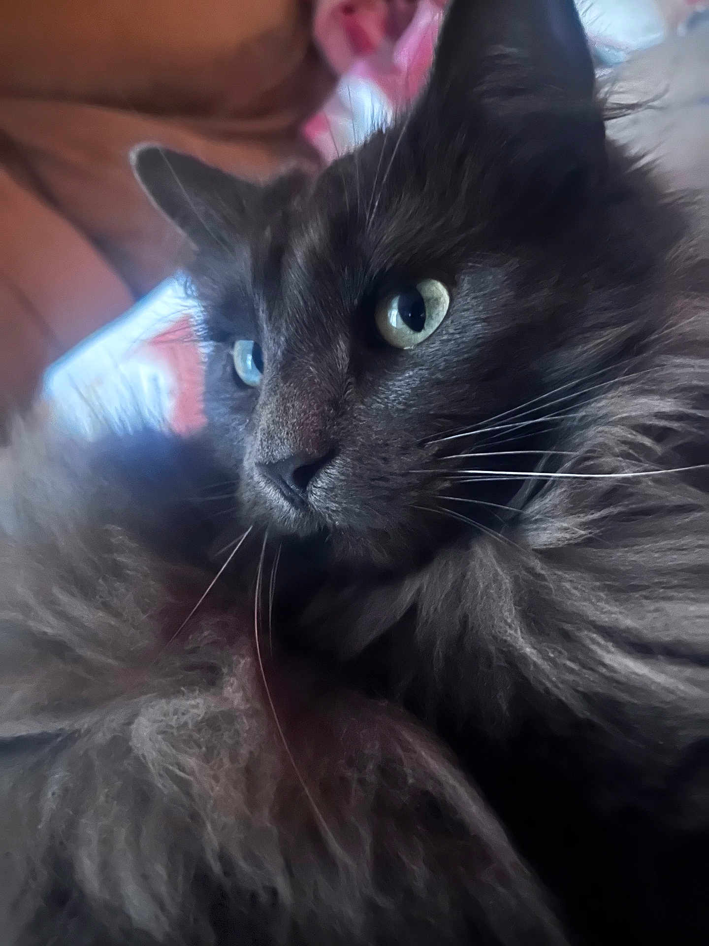 Smokey Blue is registered to the contest to win money with this photo: cat, fluffy, gray, close_up, green_eyes, whiskers, pet, animal, feline, portrait, indoor, soft_light, curious, calm, fur, muzzle, ears, nose, relaxed, closeup