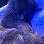 Smokey Blue is registered to the contest to win money with this photo: cat, sleeping, fluffy, fur, closeup, blue_light, cozy, resting, pet, animal, indoor, cute, soft, whiskers, peaceful, feline, relaxed, close_up, nap, domestic_cat