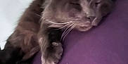 Smokey Blue joined the competition — help win amazing prizes! cat, sleeping, purple_surface, close_up, feline, whiskers, paw, relaxed, indoor, pet, fur, animal, resting, blurred, cozy, domestic_cat, mammal, cute, nap, soft