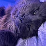 Smokey Blue joined the competition — help win amazing prizes! cat, gray_cat, close_up, fluffy, whiskers, resting, sleepy, soft_blanket, indoor, pet, feline, cozy, purple_lighting, blue_lighting, fur, relaxed, animal, cute, domestic_cat, mammal