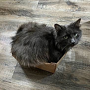 Smokey Blue is registered to the contest to win money with this photo: cat, gray_cat, fluffy, cardboard_box, wooden_floor, pet, animal, curious, green_eyes, indoor, feline, cute, small_box, sitting, looking_up, fur, whiskers, domestic_animal, playful, cozy