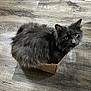 cat, gray_cat, fluffy, cardboard_box, wooden_floor, pet, animal, curious, green_eyes, indoor, feline, cute, small_box, sitting, looking_up, fur, whiskers, domestic_animal, playful, cozy