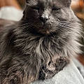 Chloe N.