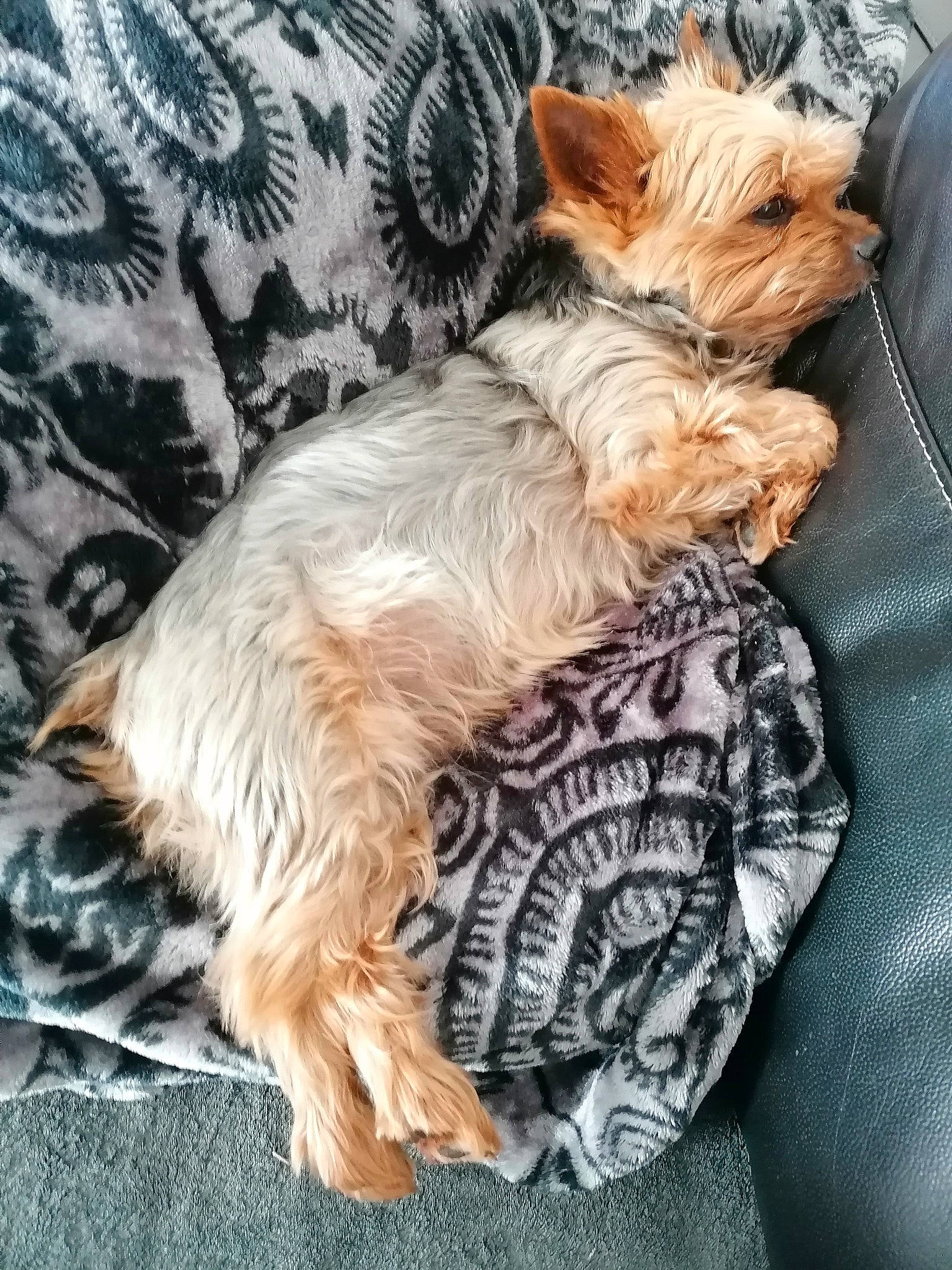 Floyd participe au concours pour gagner de l'argent avec cette photo : canidae, carnivore, comfort, companion_dog, dog, dog_breed, dog_supply, fawn, felidae, fur, liver, nap, small_terrier, small_to_medium_sized_cats, snout, sporting_group, tail, terrier, toy_dog, whiskers