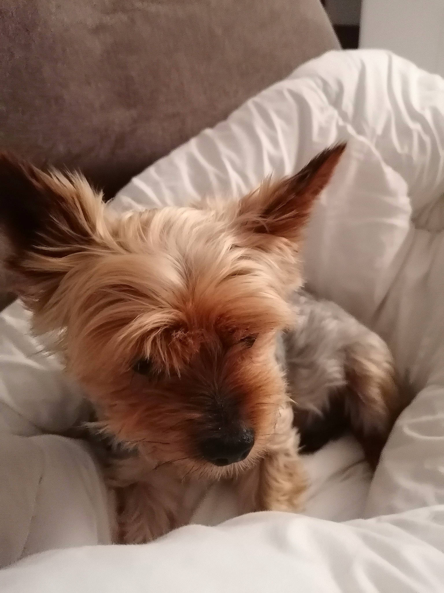 Floyd participe au concours pour gagner de l'argent avec cette photo : biewer_terrier, canidae, carnivore, comfort, companion_dog, dog, dog_breed, dog_supply, ear, fawn, fur, liver, nap, small_terrier, snout, sporting_group, terrier, toy_dog, whiskers, yorkipoo