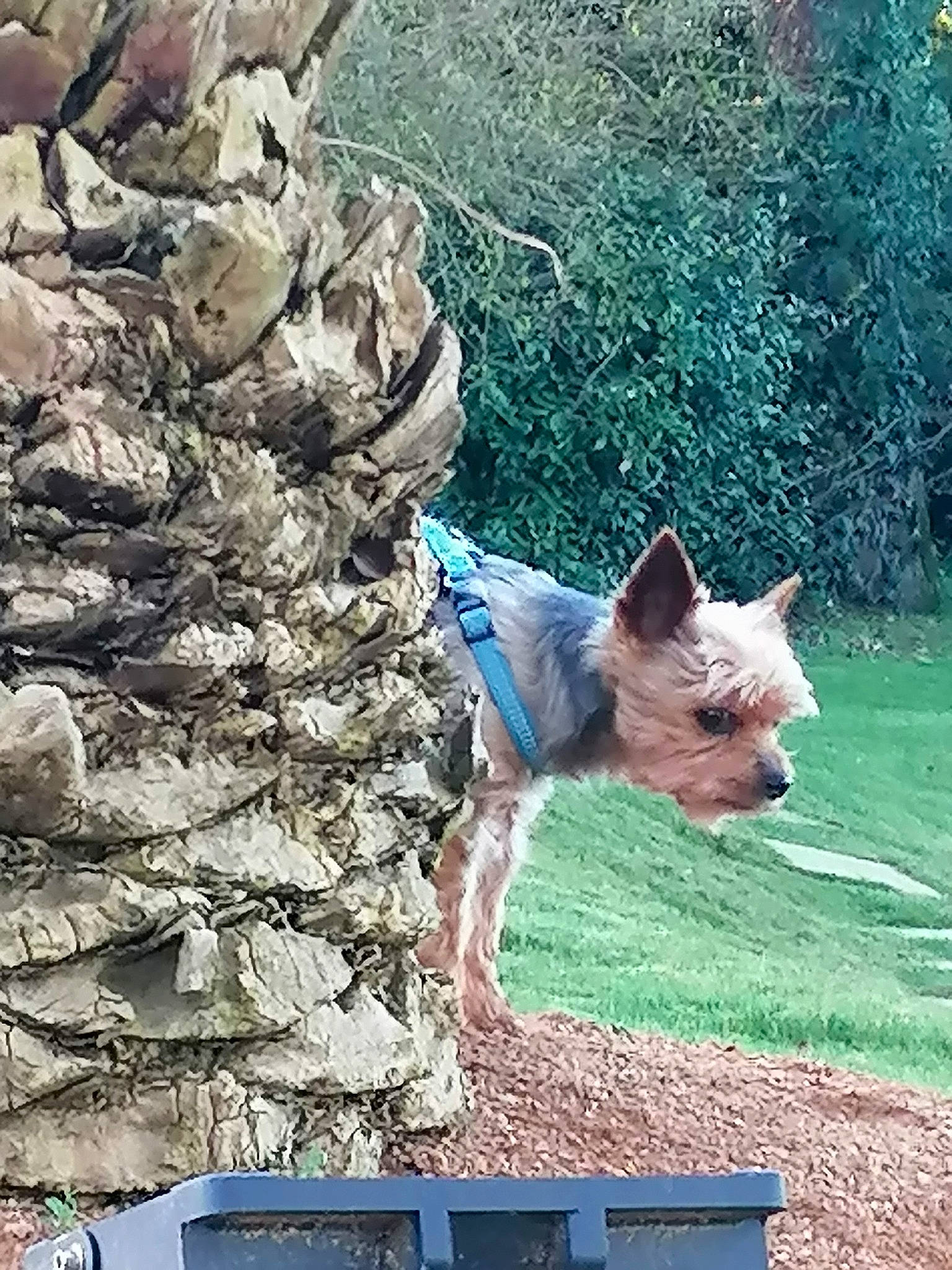 Floyd participe au concours pour gagner de l'argent avec cette photo : adventure, canidae, carnivore, collar, companion_dog, dog, dog_breed, dog_supply, electric_blue, fawn, grass, mammal, plant, snout, sporting_group, tail, terrier, tree, trunk, wood
