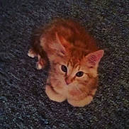 Lucy is registered to the contest to win money with this photo: animal_face, big_eyes, carpet, cat, closeup, cozy, cute, domestic_animal, feline, fur, indoor, kitten, looking_up, orange_cat, paws, pet, portrait, sitting, small, whiskers