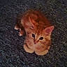 animal_face, big_eyes, carpet, cat, closeup, cozy, cute, domestic_animal, feline, fur, indoor, kitten, looking_up, orange_cat, paws, pet, portrait, sitting, small, whiskers