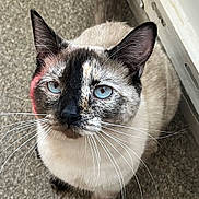 Lucy joined the competition — help win amazing prizes! cat, siamese_cat, blue_eyes, whiskers, feline, pet, indoor, carpet, portrait, close_up, looking_up, curious, ears, paw, tail, fur_pattern, domestic_animal, mottled_fur, sitting, soft_lighting