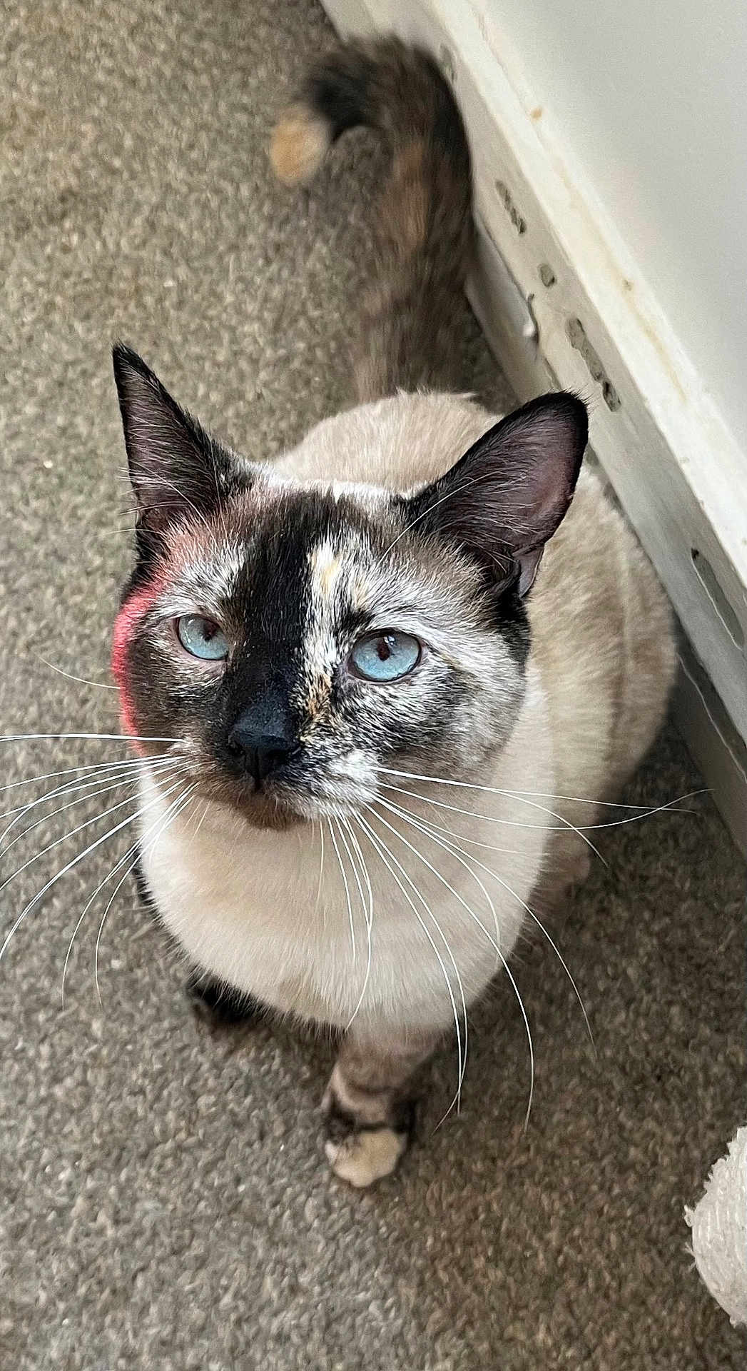 Lucy joined the competition — help win amazing prizes! cat, siamese_cat, blue_eyes, whiskers, feline, pet, indoor, carpet, portrait, close_up, looking_up, curious, ears, paw, tail, fur_pattern, domestic_animal, mottled_fur, sitting, soft_lighting