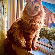 Tiger joined the competition — help win amazing prizes! cat, orange_cat, fluffy_fur, windowsill, window_screen, curtains, indoor, sunlight, house, garden, greenery, pet, animal, feline, portrait, sitting, domestic, cozy, daylight, window_view