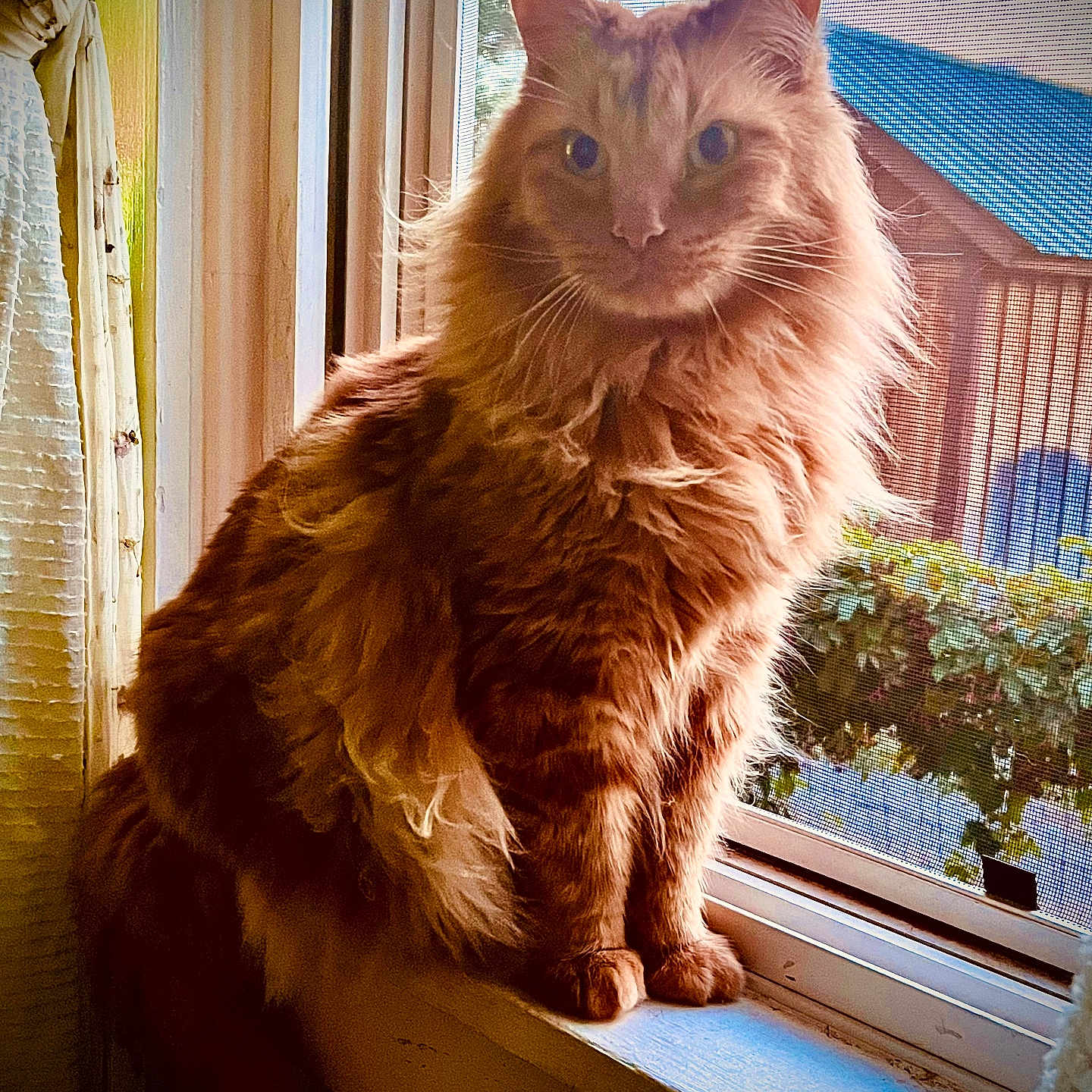 Tiger joined the competition — help win amazing prizes! cat, orange_cat, fluffy_fur, windowsill, window_screen, curtains, indoor, sunlight, house, garden, greenery, pet, animal, feline, portrait, sitting, domestic, cozy, daylight, window_view
