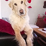 Pacha a rejoint le concours — aidez-le/la à gagner de superbes lots ! dog, golden_retriever, pet, indoor, living_room, furniture, couch, pillow, table, decor, red, animal, canine, fur, cute, companion, home, relaxing, portrait, friendly