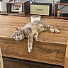candle, cat, cozy, cute, decor, domestic_cat, furniture, gray_tabby, home, indoor, kitten, laying_down, living_room, marshall, pet, relaxed, small_animal, speaker, television, wooden_table