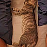 animal, bed, cat, comfort, cozy, cute, cute_pet, feline, fur, indoor, kitten, pet, pillow, relaxing, resting, sleeping, soft, striped, tabby, young_cat
