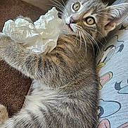 Nala a rejoint le concours — aidez-le/la à gagner de superbes lots ! cat, kitten, tabby, whiskers, tissue, crumpled, lying_down, curious, cute, feline, indoor, cozy, soft_fur, playful, close_up, animal, pet, resting, young, domestic