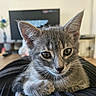 blurred_background, cat, close_up, cozy, cute, ears, eyes, feline, fur, grey_tabby, home, indoor, kitten, lap, living_room, person, pet, relaxed, whiskers, young_animal