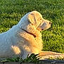 animal, canine, collar, daylight, dog, fur, grass, greenery, laying_down, mammal, nature, outdoor, peaceful, pet, portrait, relaxing, side_view, summer, sunlight, white_dog