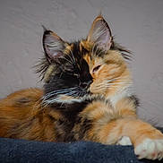 Boo participe au concours pour gagner de l'argent avec cette photo : cat, calico_cat, feline, pet, animal, fur, whiskers, paw, relaxed, sleepy, indoor, blanket, orange_fur, black_fur, white_fur, closeup, portrait, cute, laying_down, soft_texture