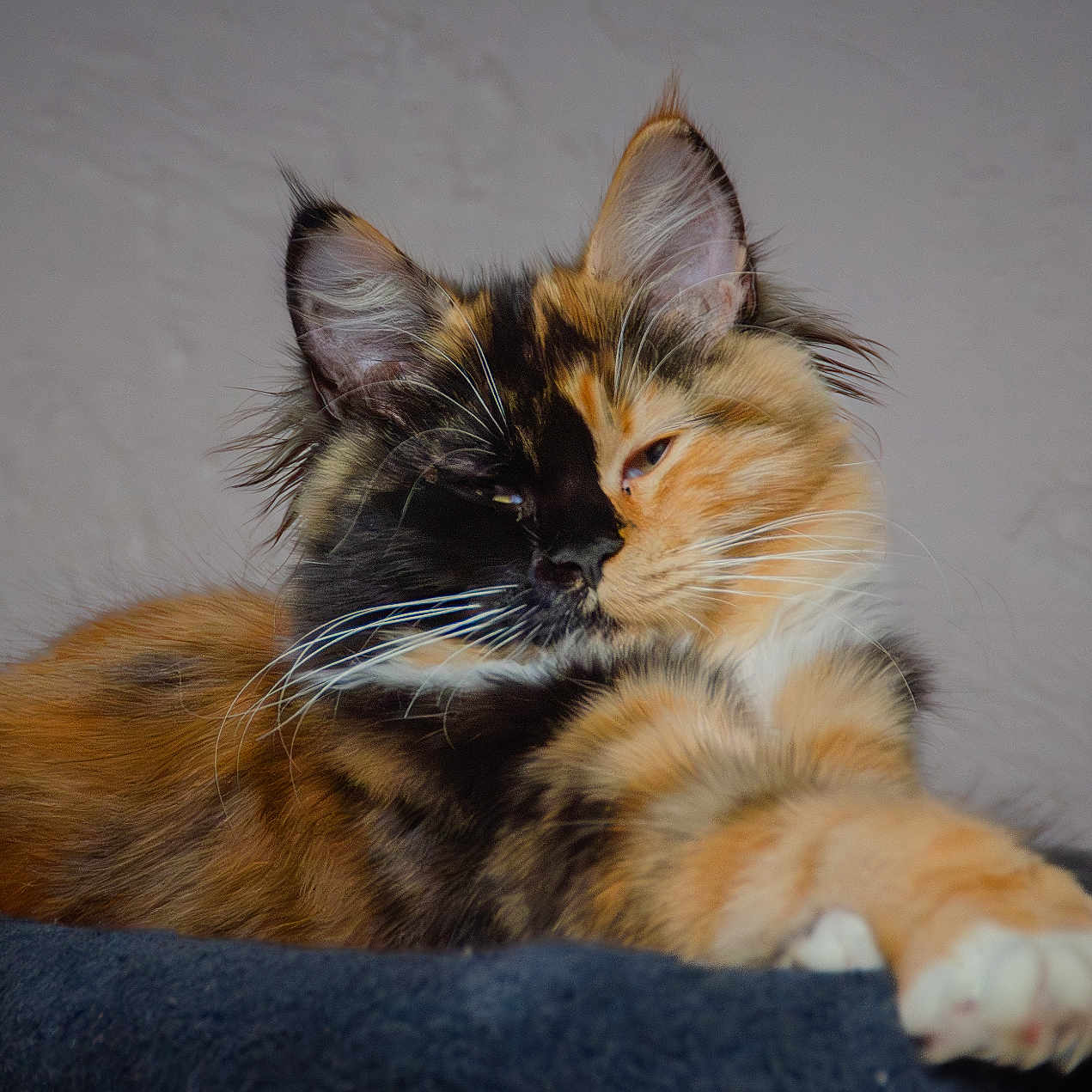 Boo participe au concours pour gagner de l'argent avec cette photo : cat, calico_cat, feline, pet, animal, fur, whiskers, paw, relaxed, sleepy, indoor, blanket, orange_fur, black_fur, white_fur, closeup, portrait, cute, laying_down, soft_texture