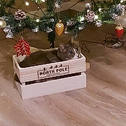 Malone a rejoint le concours — aidez-le/la à gagner de superbes lots ! animal, box, cat, christmas, christmas_tree, cozy, curious, decorations, feline, festive, floor, holiday_decor, home, indoor, lights, ornaments, pet, pine_cones, seasonal, wooden_crate