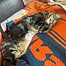 Lola is registered to the contest to win money with this photo: cat, tabby, sleeping, nap, blanket, orange, blue, fur, indoor, cozy, relaxed, pet, animal, whiskers, paw, feline, resting, soft, cute, comfort