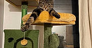 Lola is registered to the contest to win money with this photo: animal, cat, cat_toy, cat_tree, cozy, curtain, feline, furniture, green, home, indoor, paw, pet, playful, plush, relaxed, stretching, tabby_cat, window, yellow