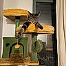 Lola is registered to the contest to win money with this photo: cat, tabby_cat, cat_tree, cat_toy, indoor, window, curtain, plush, pet, feline, paw, stretching, yellow, green, cozy, home, relaxed, animal, furniture, playful