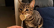 Lola joined the competition — help win amazing prizes! cat, tabby_cat, pet, animal, indoor, sofa, leather_sofa, cushion, blue_cushion, hand, human_hand, nail_polish, heart_shaped_treat, curious, close_up, striped_fur, living_room, wooden_floor, furniture, domestic_animal